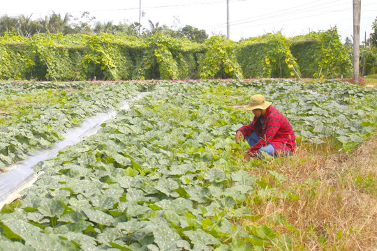 Ngành nông nghiệp Quảng Nam chuyển đổi cây trồng thích ứng với biến đổi khí hậu