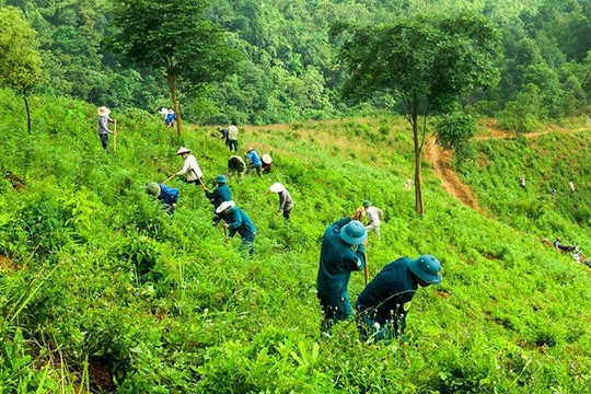 Phát huy hiệu quả vai trò của tổ cộng đồng trong bảo vệ rừng ở Ninh Thuận