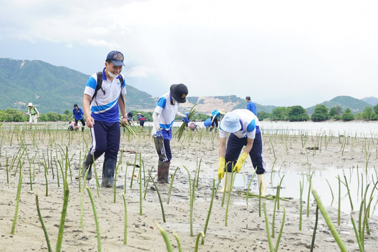 Khánh Hòa: Chung tay phục hồi rừng ngập mặn ở TP Nha Trang