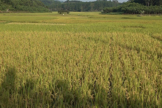 Ngành nông nghiệp Đông Nam Á chịu áp lực từ hiện tượng El Nino