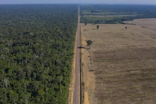 Năm 2022: Thế giới mất 10% diện tích rừng nhiệt đới nguyên sinh