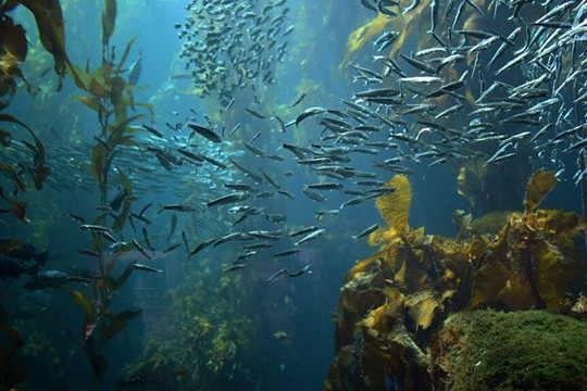 Hơn 90% thực phẩm từ thủy sản bị ảnh hưởng bởi biến đổi môi trường