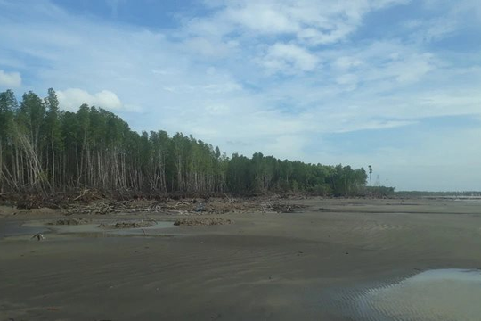 Cà Mau: Sạt lở bờ biển làm mất hơn 5.200 ha đất rừng