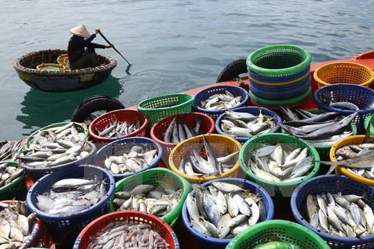 Kiên Giang: Cấm khai thác 4 loại hải sản từ 1/7 đến hết năm 2023