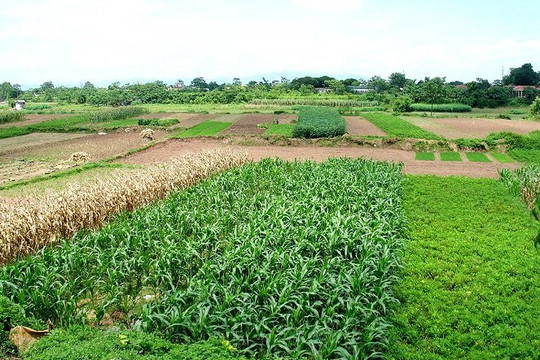 Điện Biên: Chuyển đổi cây trồng ứng phó với hạn hán