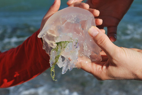 Đi biển mùa hè: Cách xử lý khi bị sứa biển cắn