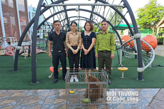 Hà Tĩnh: Trường Mầm non Quốc tế Trung Kiên bàn giao cá thể khỉ vàng quý hiếm thả về môi trường tự nhiên