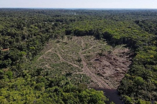 Nạn phá rừng Amazon ở Brazil giảm 30% trong 6 tháng đầu năm