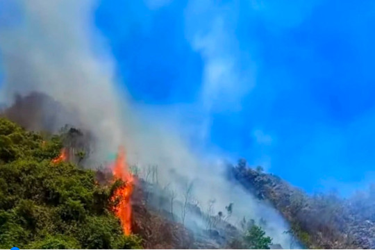 Ninh Bình: Kịp thời dập tắt vụ cháy rừng phòng hộ tại Tam Điệp