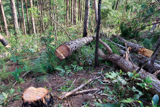 UBND tỉnh Lâm Đồng chỉ đạo xử lý thật nghiêm vụ phá rừng thông ở Lâm Hà