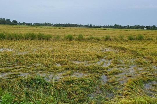 Hậu Giang: Hơn 4.100 cây trồng bị thiệt hại do mưa lớn kéo dài
