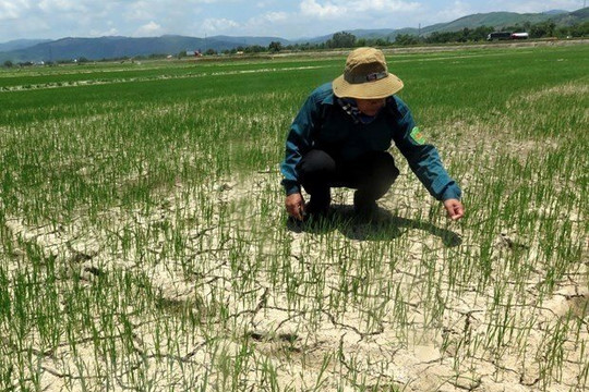 Lào Cai thiệt hại gần 752 tỷ đồng do nắng nóng, thiếu nước