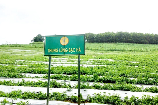 Thanh Hóa: Trồng cây dược liệu – Hướng phát triển kinh tế mới của nông dân vùng cao