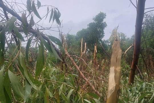 Hơn 100 ha rừng ở Cà Mau bị đổ ngã do cơn bão số 1
