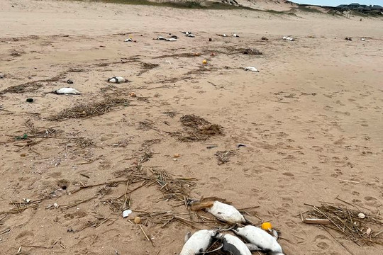 Khoảng 2.000 con chim cánh cụt ở Uruguay chết, trôi dạt vào bờ biển
