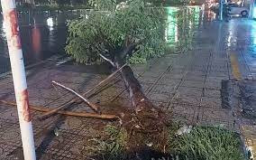 Bình Phước: Mưa kèm gió lốc khiến nhiều cây xanh, cột điện ở TP Đồng Xoài gãy đổ