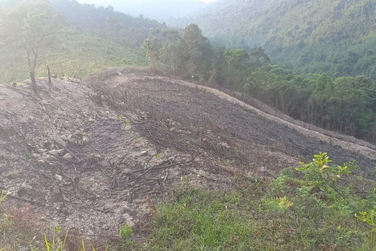 Hà Tĩnh: Xử phạt 31 triệu đồng đối với 2 trường hợp chặt phá rừng trái phép