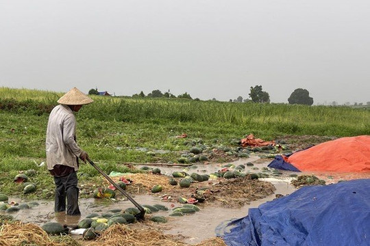 Đề nghị hỗ trợ nông dân trồng dưa hấu bị thiệt hại do mưa lớn ở Gia Lai