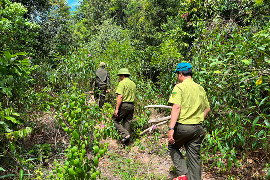 Quảng Bình: Gìn giữ rừng dẻ để đón "lộc trời"