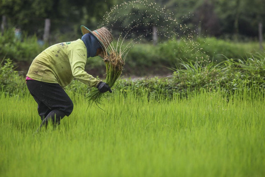 Thái Lan giảm diện tích trồng lúa để tiết kiệm nước