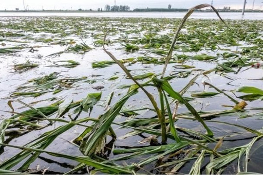 Trung Quốc lo ngại về an ninh lương thực sau đợt mưa lũ kỷ lục