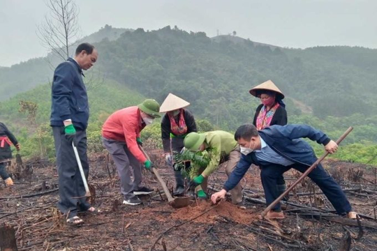 Quảng Ninh quyết tâm trồng ít nhất 2.000ha cây gỗ lớn trong năm 2023