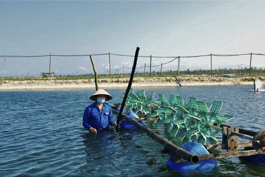 Quảng Nam: Nghề nuôi tôm gặp nhiều khó khăn do thời tiết nắng nóng