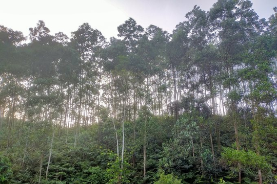 Yên Bái: Nhiều khó khăn trong cấp chứng chỉ rừng
