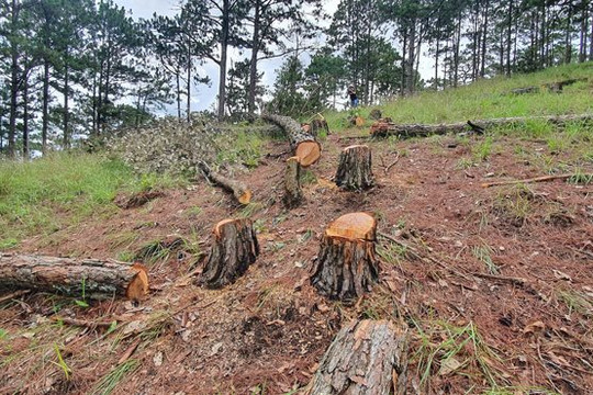Phát hiện 21 vụ vi phạm có tính chất phức tạp, nổi cộm về quản lý bảo vệ rừng ở Lâm Đồng