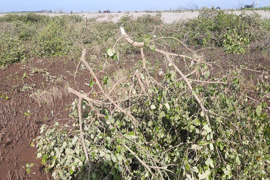 UBND tỉnh Nam Định chỉ đạo kiểm tra, xử lý nghiêm vụ tàn phá Vườn quốc gia Xuân Thủy