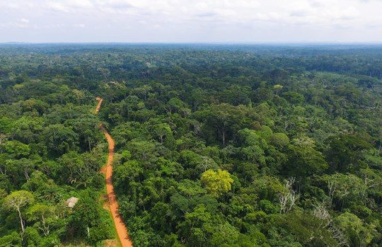 Rừng nhiệt đới đang mất dần khả năng hấp thụ khí carbon do biến đổi khí hậu