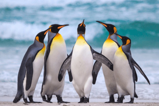 Biến đổi khí hậu khiến chim cánh cụt hoàng đế đứng trước nguy cơ tuyệt chủng