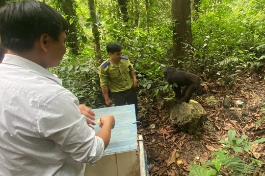 Vườn Quốc gia Xuân Sơn tiếp nhận cá thể Khỉ Mặt Đỏ