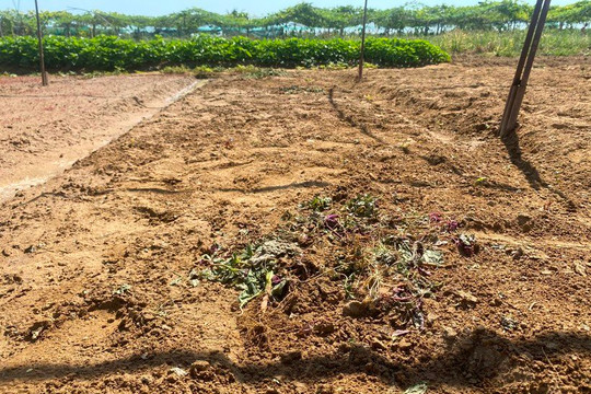 Đà Nẵng: Người trồng rau ở La Hường khốn khổ vì nước nhiễm mặn