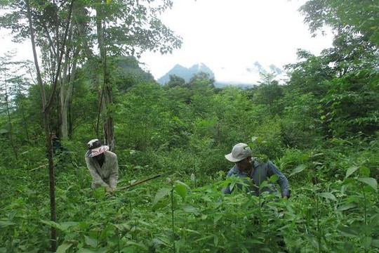 Sơn La đồng bộ các biện pháp bảo vệ và phát triển rừng