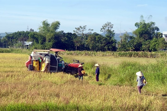Đà Nẵng: Huyện Hòa Vang khẩn trương thu hoạch lúa trước mùa mưa