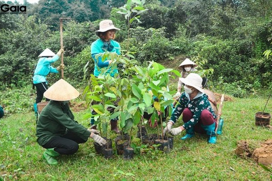 Tây Ninh hiện thực hóa Đề án trồng 1 tỷ cây xanh
