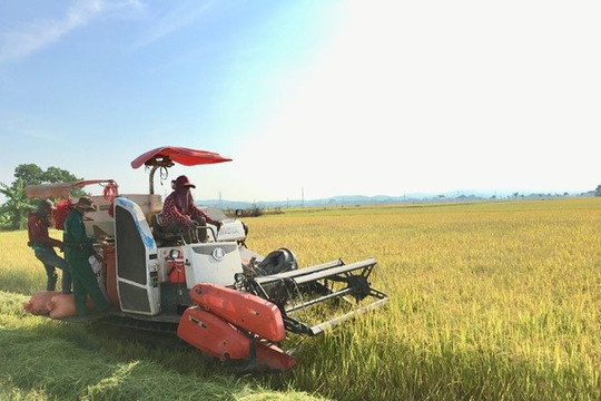 Đề phòng mưa lũ, Nghệ An đã thu hoạch hơn 6.500 ha lúa hè thu