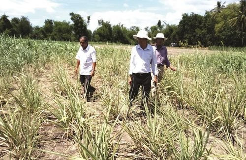 Nguy cơ thiếu nước sản xuất nông nghiệp tại 4 tỉnh Nam Trung Bộ