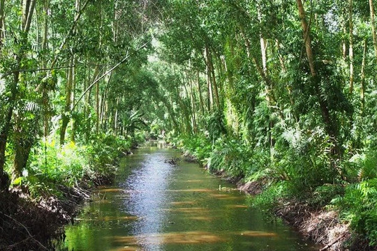Cà Mau phê duyệt đề án bảo vệ, phát triển bền vững diện tích rừng đến năm 2030