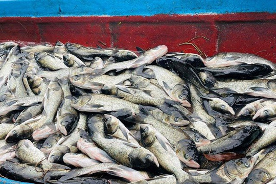 10 tấn cá nuôi chết nổi trắng hồ ở Quảng Trị