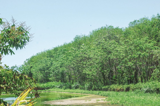 8 tháng đầu năm, cả nước thu gần 2.000 tỷ đồng dịch vụ môi trường rừng