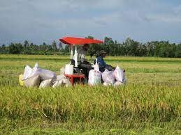 Nông dân Cà Mau gấp rút thu hoạch lúa Hè Thu để tránh thiệt hại do thiên tai