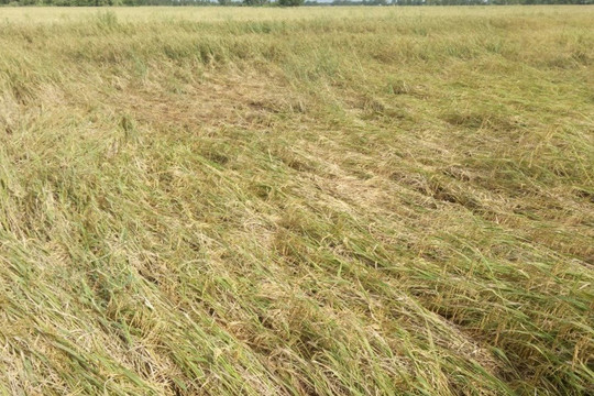 2.000 ha lúa ở Bạc Liêu bị ngập úng do mưa kéo dài