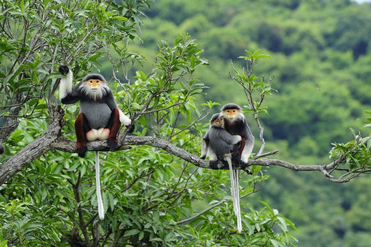 Lâm Đồng tăng cường công tác quản lý, bảo vệ động vật hoang dã