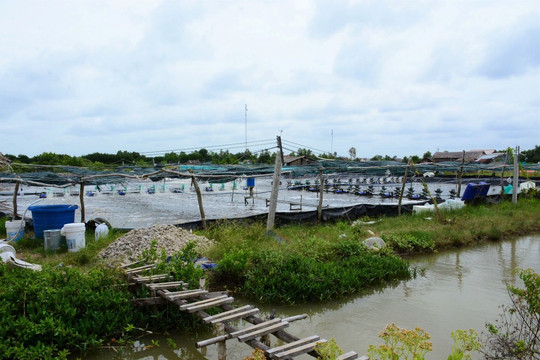 Cà Mau thực hiện nhiều giải pháp khắc phục tình trạng ô nhiễm đất khu vực nuôi trồng thủy sản