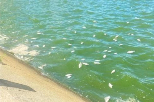 Cá chết hàng loạt trong hồ điều hòa ở Phú Yên do sốc nhiệt