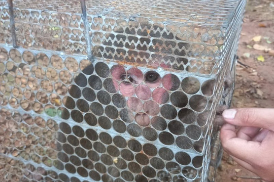 Thả một cá thể khỉ mặt đỏ quý hiếm về rừng tự nhiên tại Bình Phước