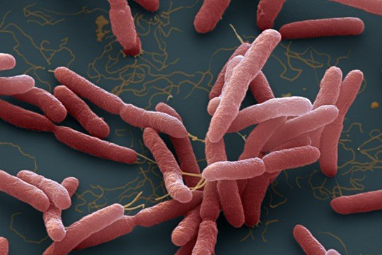 Đã có trường hợp tử vong vì 'vi khuẩn ăn thịt người', Bộ Y tế khuyến cáo cách phòng bệnh