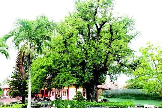 Bảo vệ cây me di sản tại Bảo tàng Quang Trung, tỉnh Bình Định